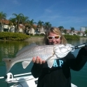 Redfish Tampa Bay